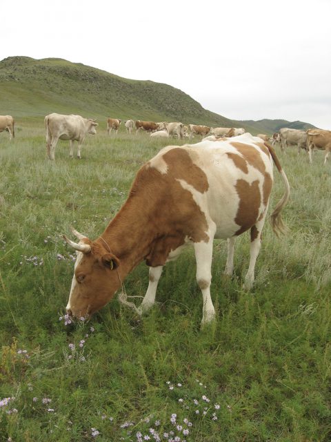子牛は、ずっと母牛と一緒にいるとミルクをどんどん飲んでしまうので、ある程度大きくなると、草原の別の場所で放牧します。夏は、遊牧民にとっても過ごしやすい季節で、牛を放牧しながら、果物を摘んで食べたりして、のんびり過ごせる時期です。昔は、馬に乗って牛を追っていましたが、最近ではバイクに乗る人が増えています