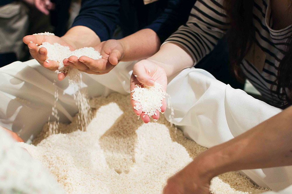 After taking the steamed rice out of the incubation room, we broke them apart by mixing in a container. 