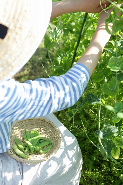 葉山の自宅では家庭菜園も。新著にも、季節の手仕事を楽しんでいる様子がまとめられている。