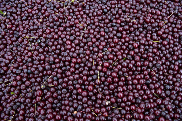 The winery that changed the way people view cherry wine