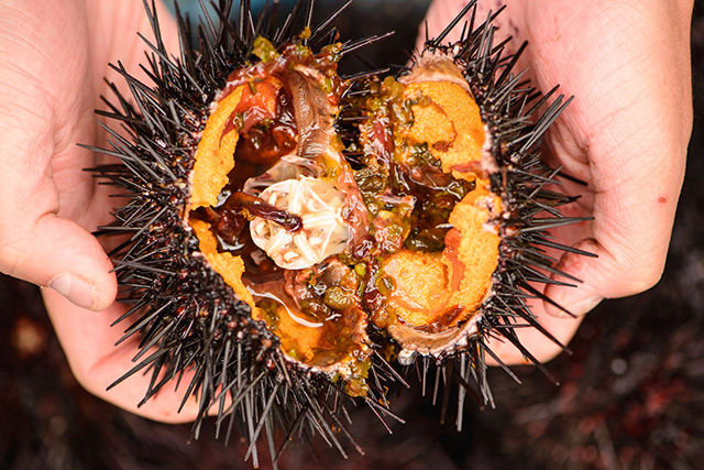 In Japan, sea urchin is known as “Uni”.