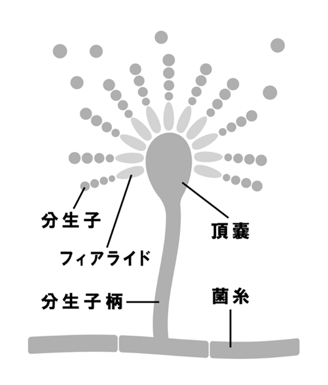 This would also help Koji-kin to change its character to create more spores, which means aerial mycelia become shorter. The shorter the aerial mycelium is, the faster the spore grows.