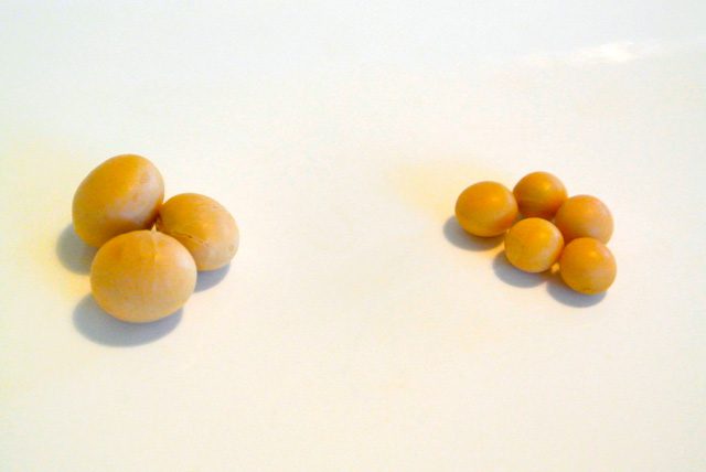 乾燥大豆は水で戻すと2〜3倍の大きさに膨れるので、納豆を作る場合はできるだけ小粒の大豆を使うと、見慣れたビジュアルの納豆に仕上がります。