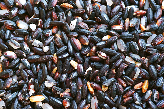 Closeup of Purple Rice