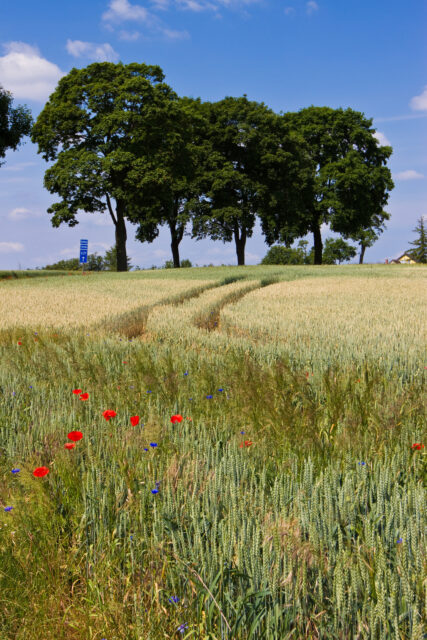 feldblumen - field flowers