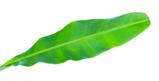Young banana leaf isolated on white background