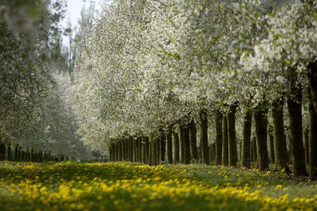 What was once a 24 hectare orchard has since expanded to 44 hectares of Stevnsbær cherries - acclaimed “one of the best fruit in the world” on their website.