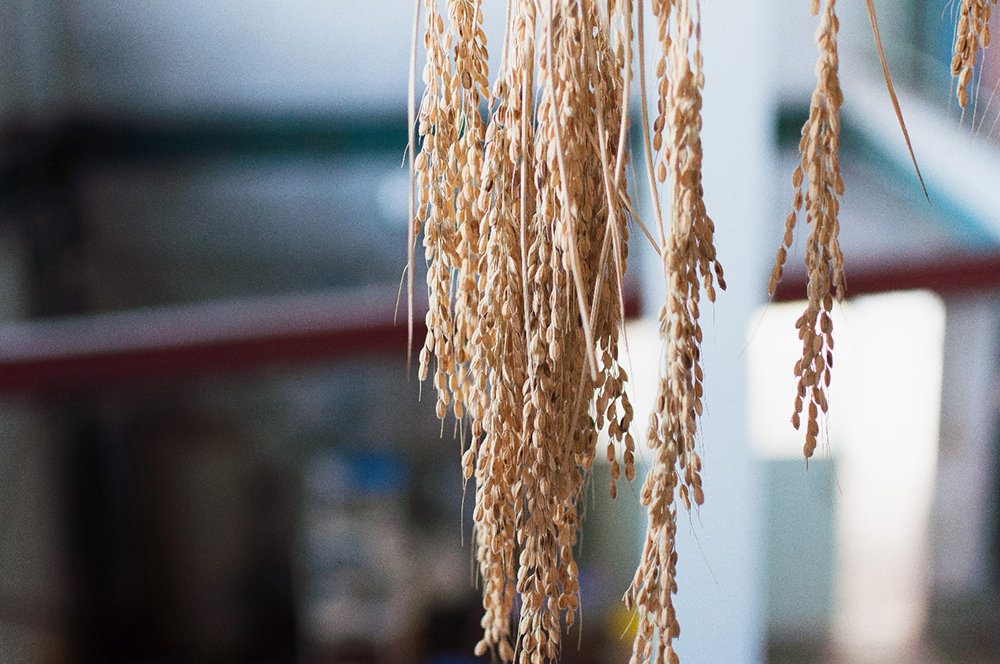 澤田酒造の自社の田んぼで、愛知県産酒造好適米である『若水（わかみず）』の栽培を始める