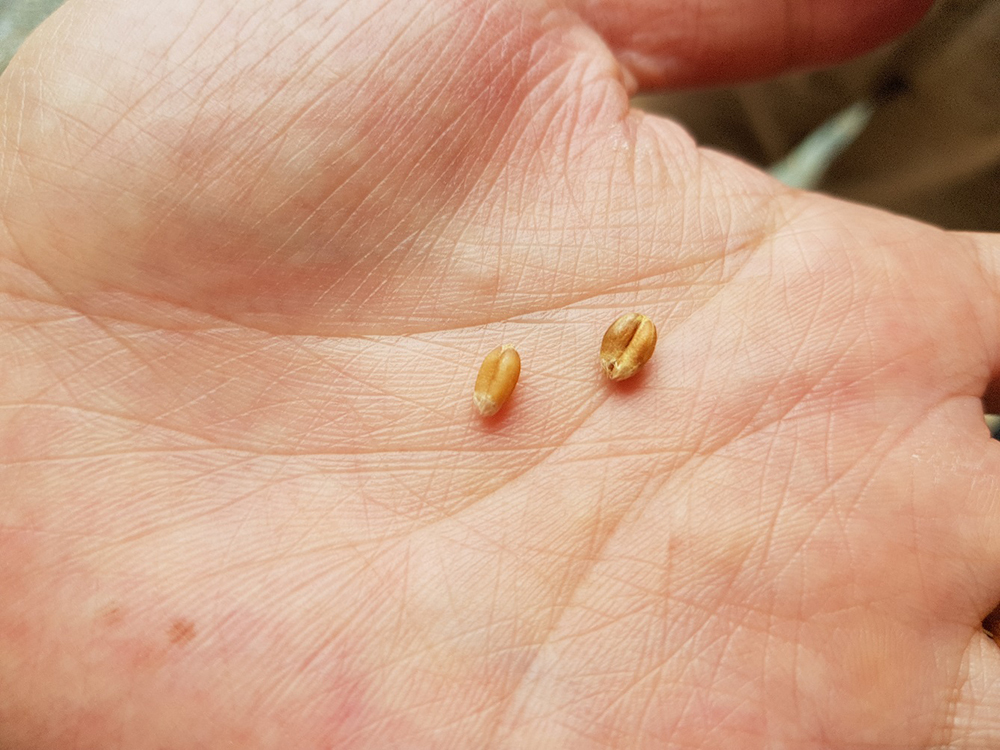 Left: raw wheat. Right: roasted wheat. You can see that it’s a bit bigger.