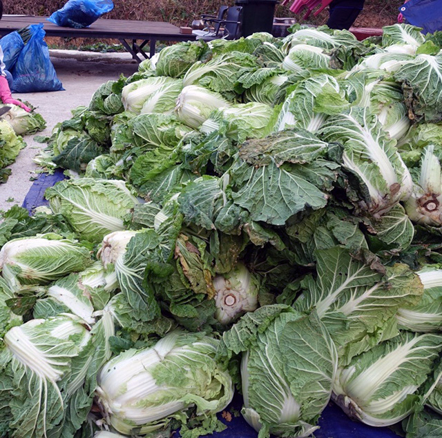 キムチジャン作りのための大量の白菜